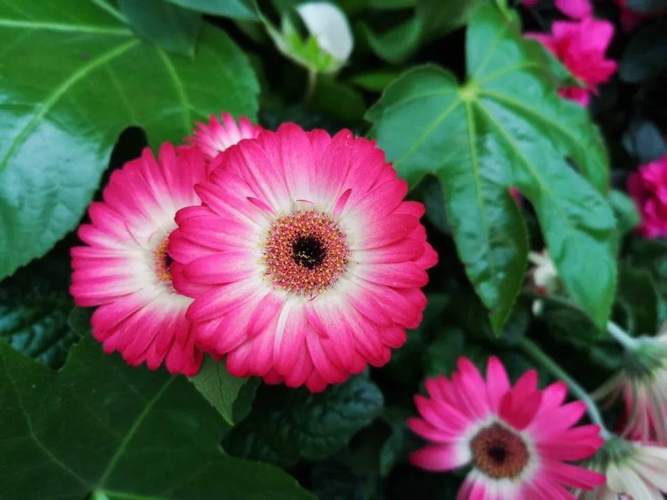 Huawei P20 Pro Huawei P20 Pro