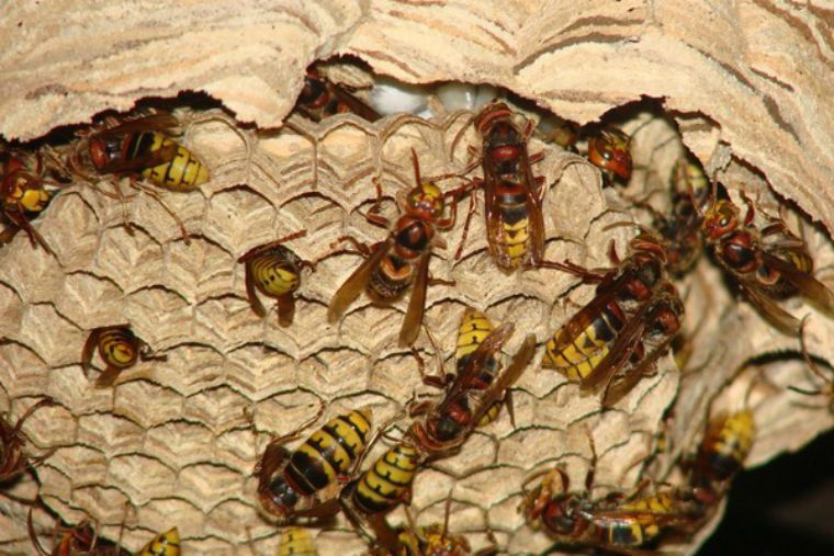 На Тернопільщині рій шершнів атакував акушерський пункт На Тернопільщині рій шершнів атакував акушерський пункт