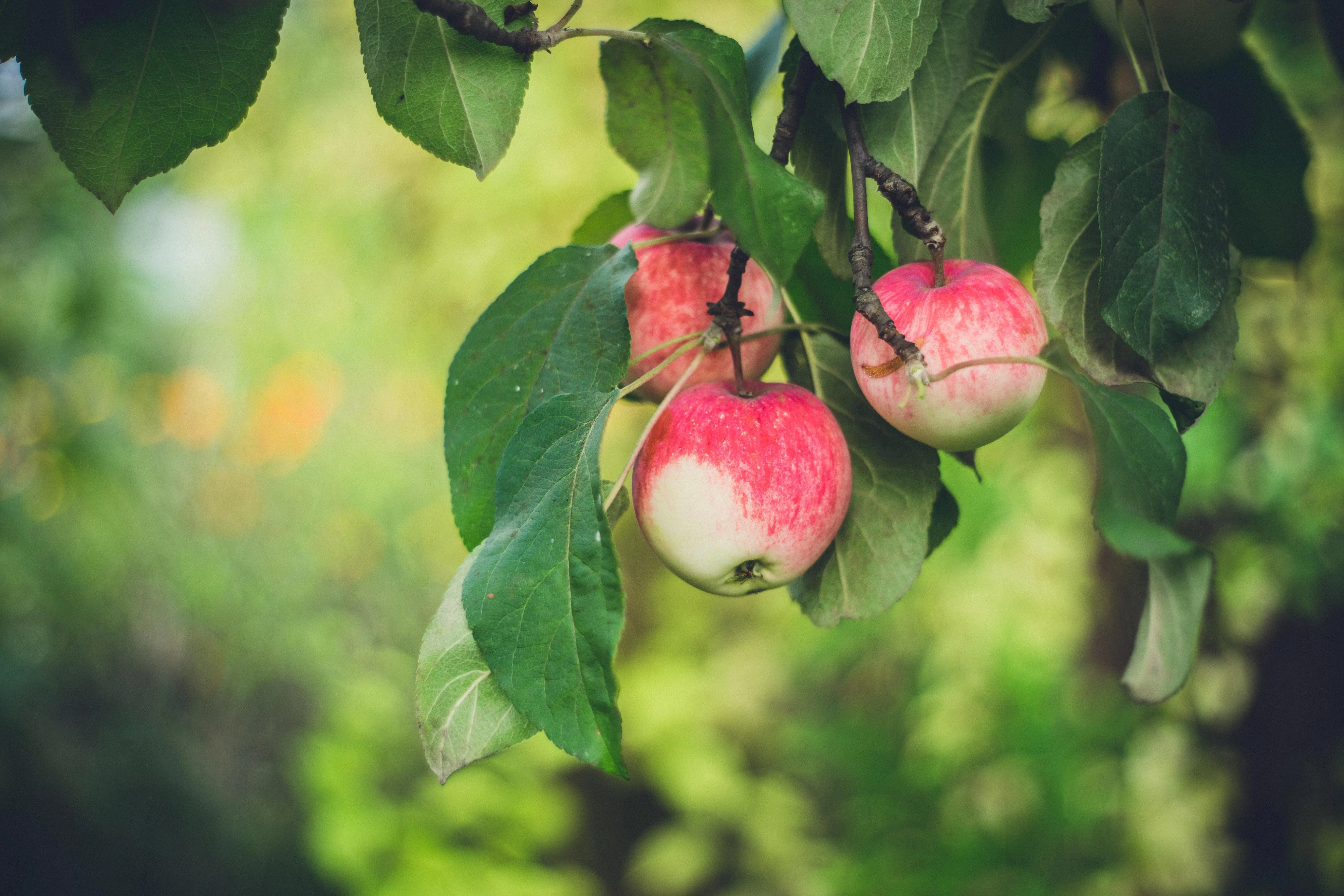 Яблучний Спас – привітання з Яблучним Спасом у прозі та віршах 