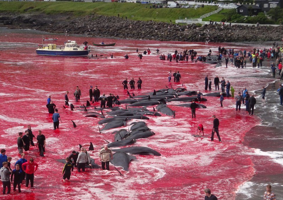 Від крові вбитих дельфінів на Фарерах почервоніло море: фото 18+