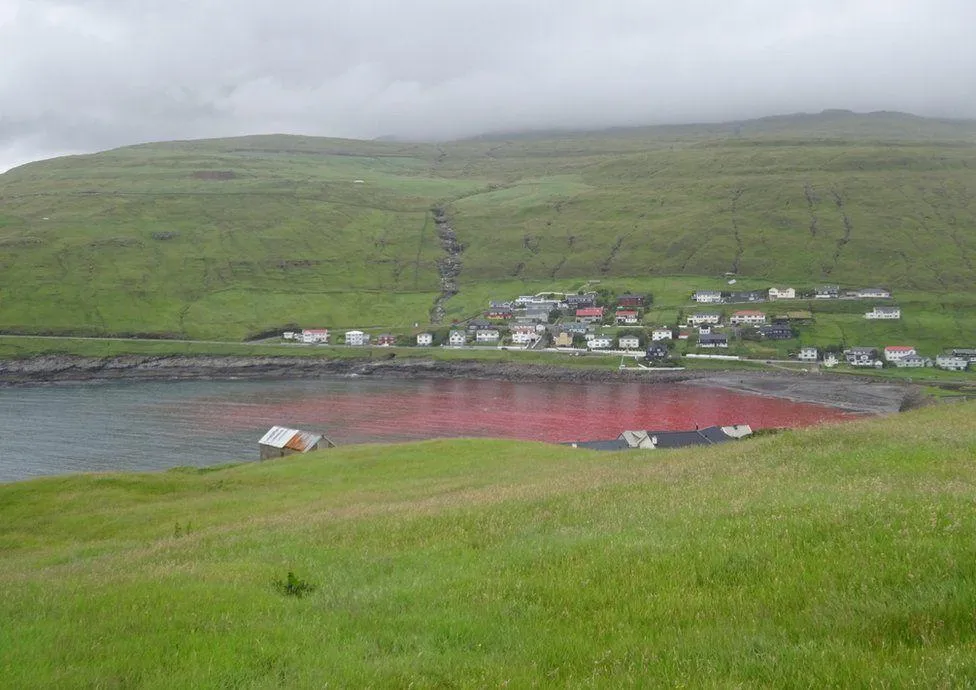 Від крові дельфінів на Фарерах почервоніло море Від крові дельфінів на Фарерах почервоніло море