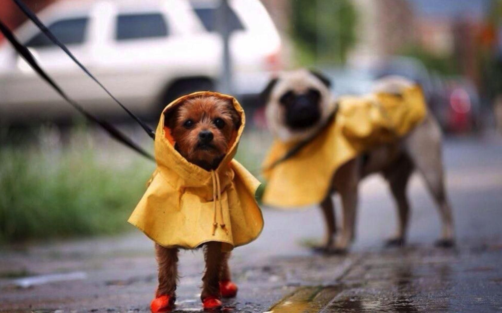 Погода 18 серпня 2018 Україна - на більшій частині дощитиме Погода 18 серпня 2018 Україна - на більшій частині дощитиме