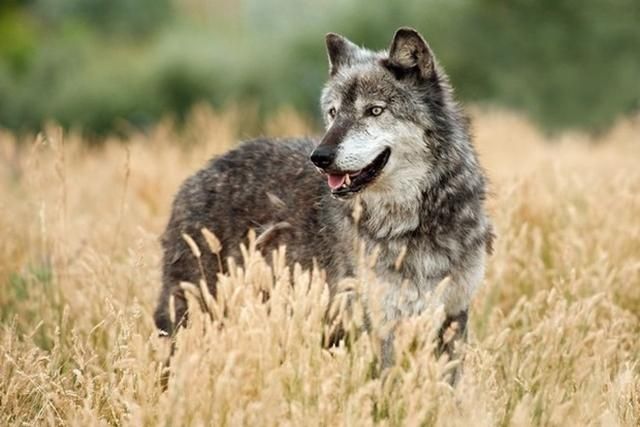 Тернопільщина потерпає від нашестя вовків: хижаки жорстоко атакують села