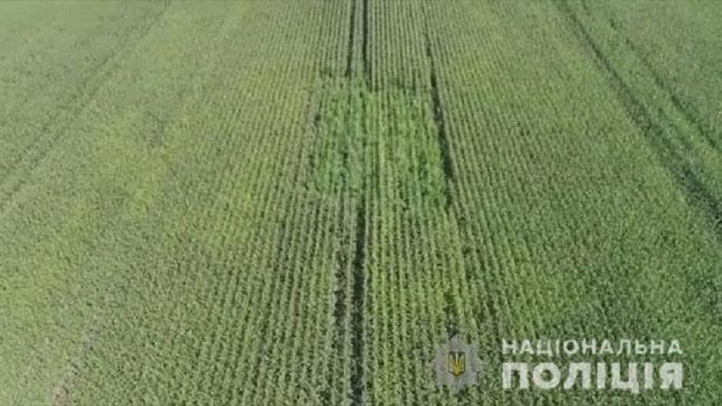 На Сумщині поліція та СБУ виявили та знищили велику плантацію коноплі