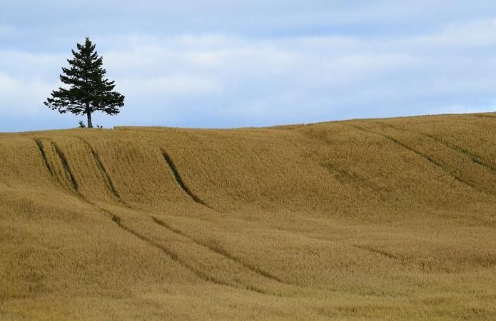 Європейський суд визнав незаконним мораторій на продаж української землі Європейський суд визнав незаконним мораторій на продаж української землі