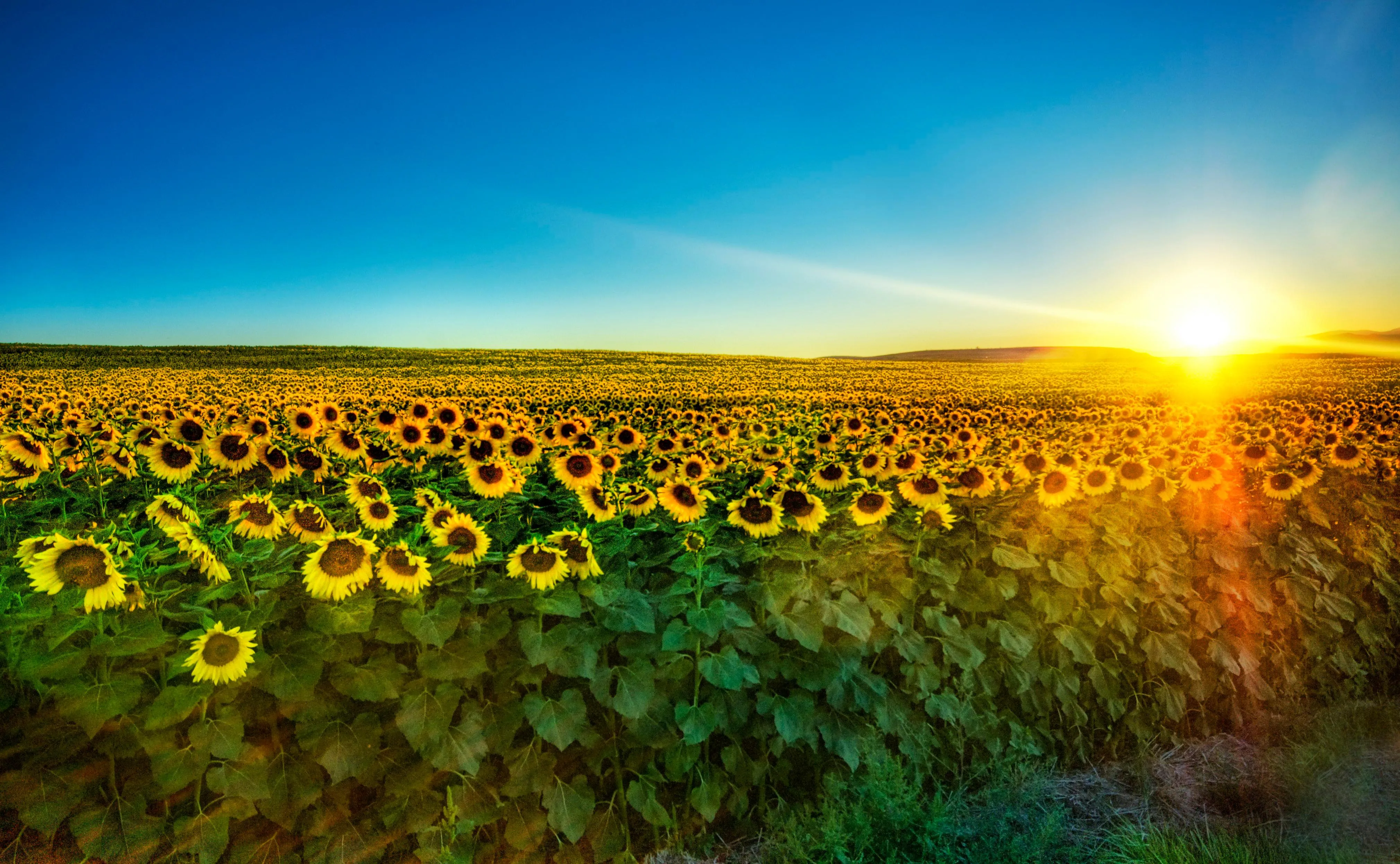 З Днем Незалежності України – привітання у прозі та віршах З Днем Незалежності України – привітання у прозі та віршах