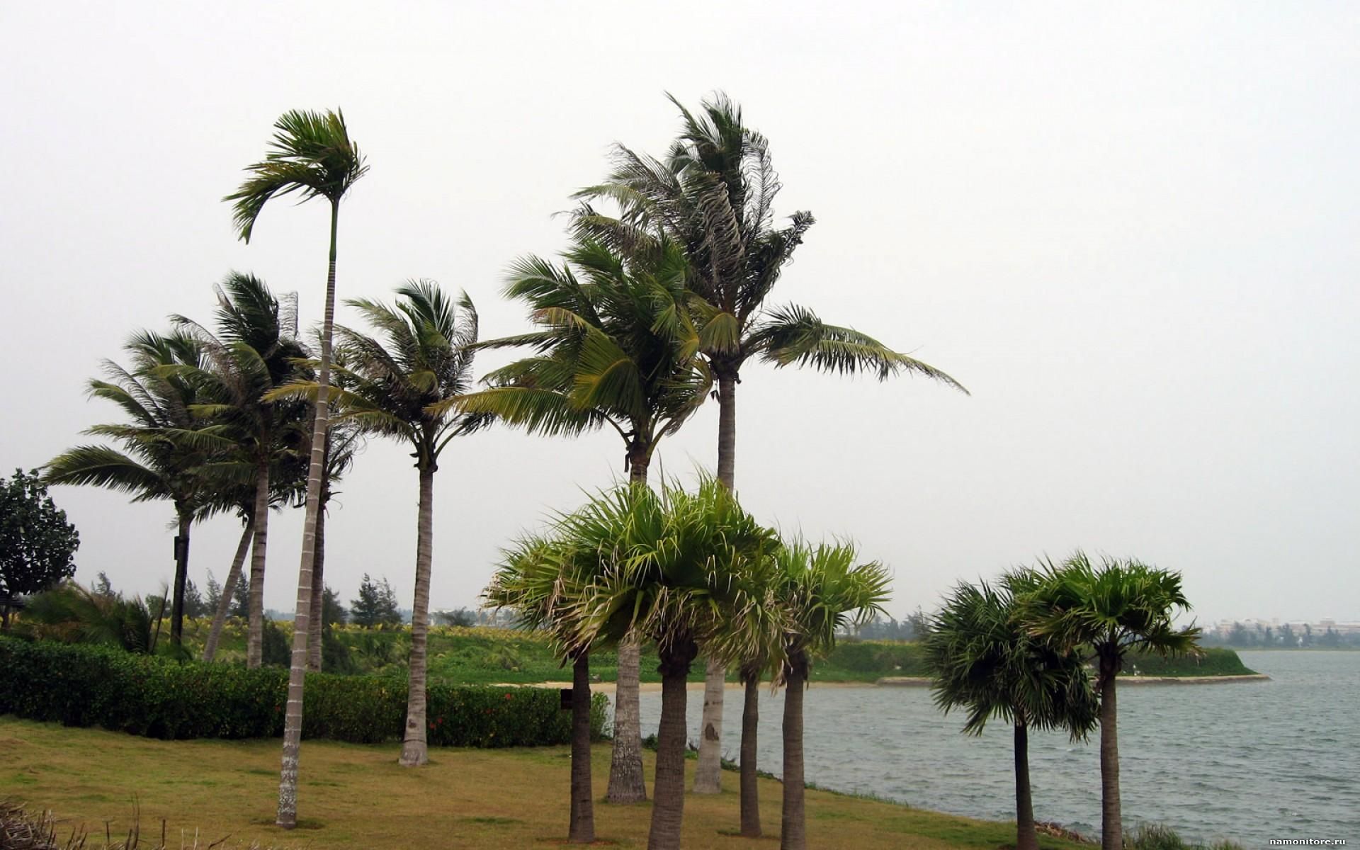 Сильні зливи, потужний вітер і бурхливий океан: Гаваї зустріли потужний ураган Сильні зливи, потужний вітер і бурхливий океан: Гаваї зустріли потужний ураган