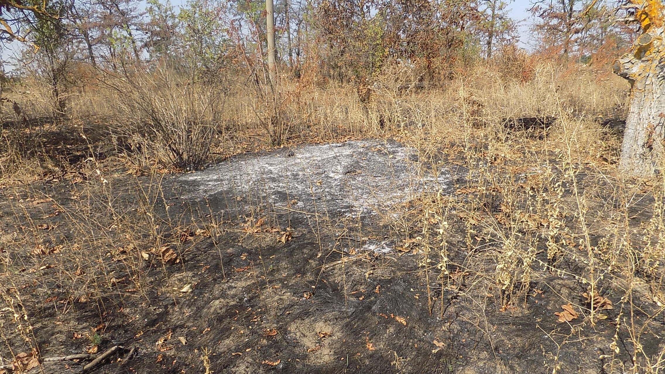 Пожежа серед виноградників на Одещині: поліція назвала деталі Пожежа серед виноградників на Одещині: поліція назвала деталі