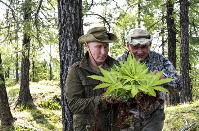 Збирав "марихуану": соцмережі глузують з вікенду Путіна