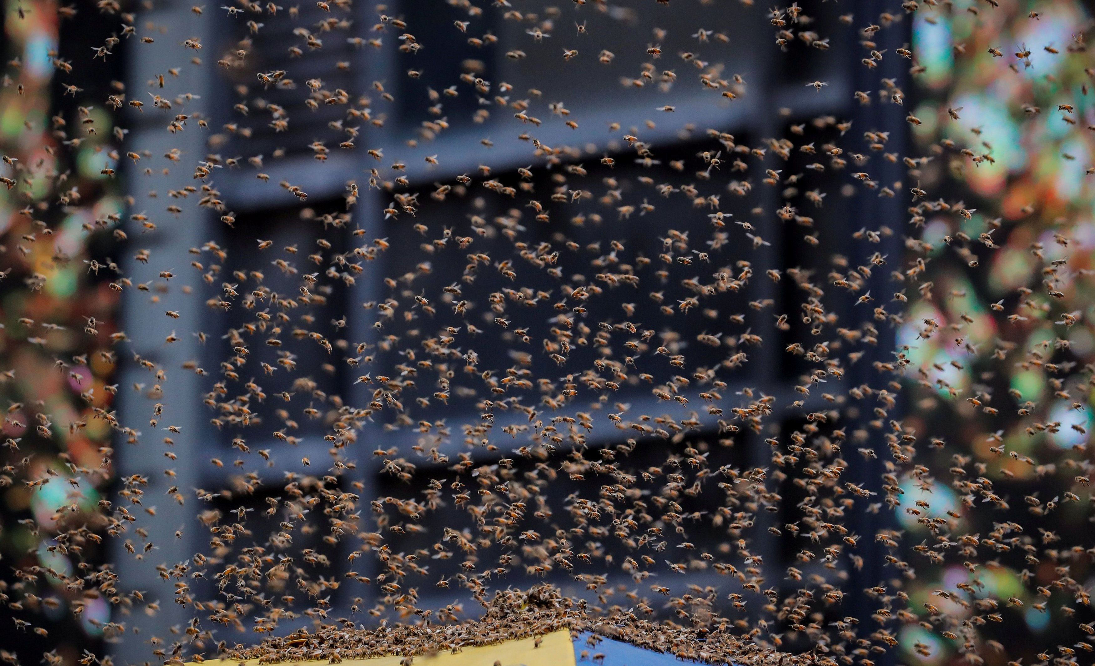 Велетенський рій бджіл спокусився на хот-доги: вражаючі фото