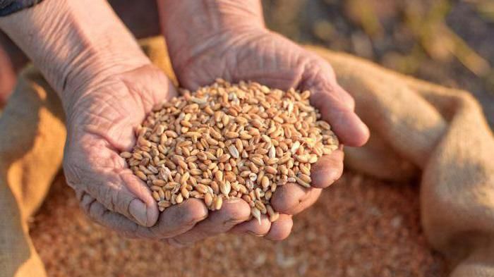 На Херсонщині сільський голова вимагав хабара пшеницею 