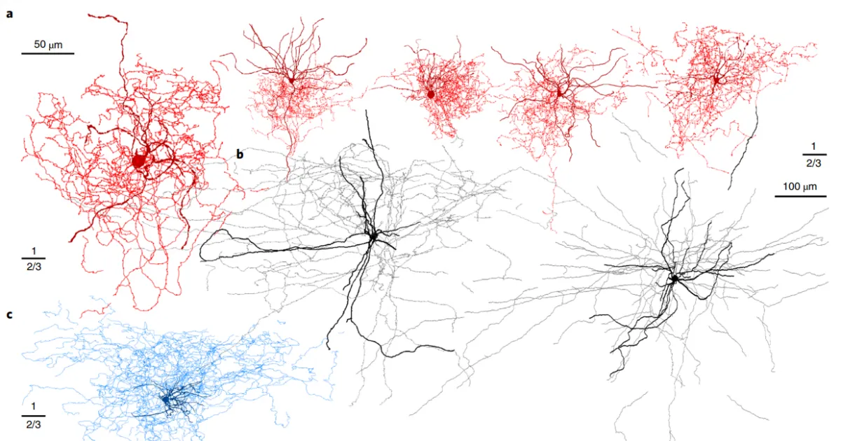Вчені виявили новий вид нейронів