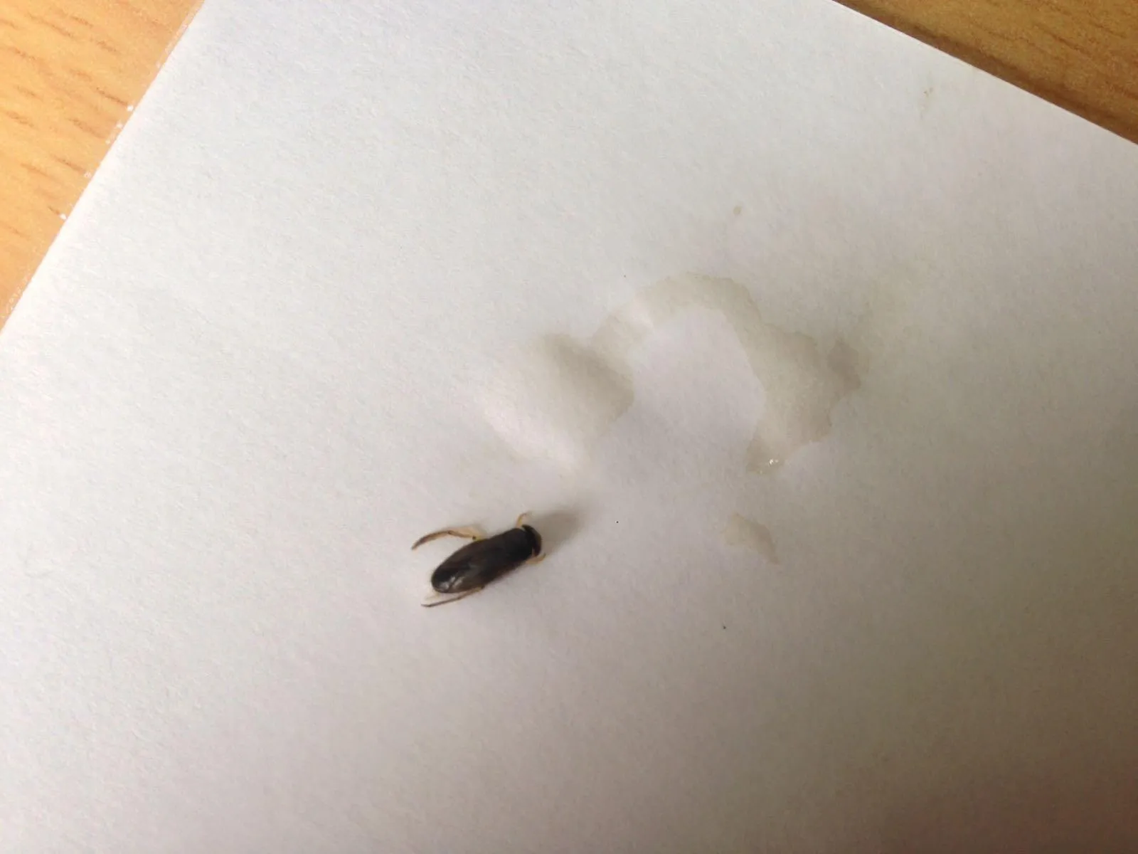 комахи, клопи, Росія, Якутія комахи, клопи, Росія, Якутія