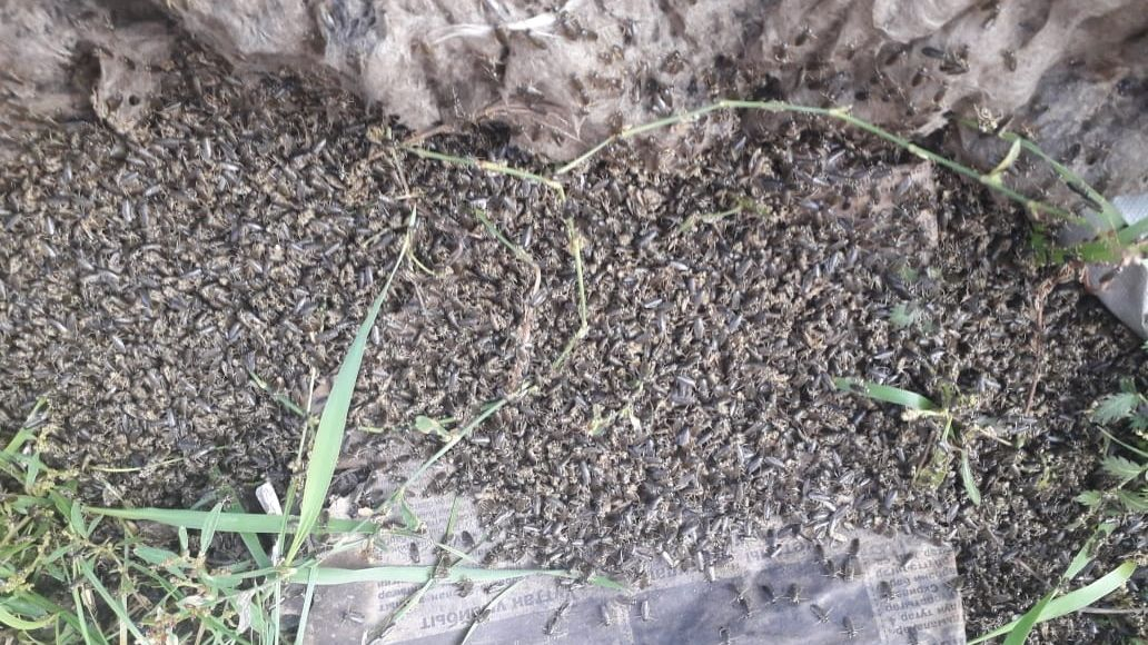 В России зафиксировали "дождь из клопов"