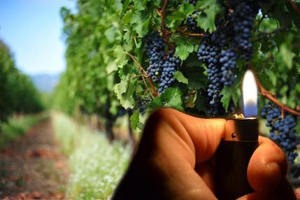 Нещасливий виноград Лакарена або Як Порошенко і Гройсман місцевих бандитів злякались