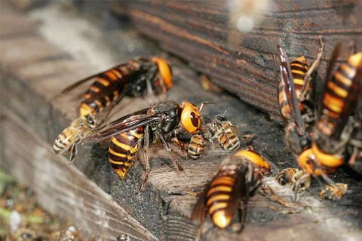 Шершни атаковали людей на фестивале в Германии: много пострадавших Шершни атаковали людей на фестивале в Германии: много пострадавших