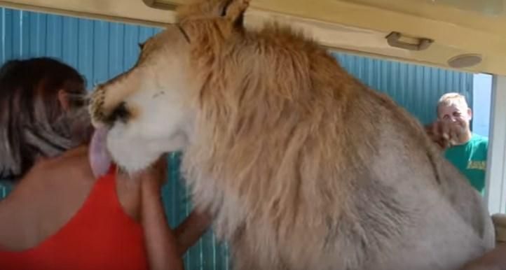 В окупованому Криму лев заліз у машину до туристів: відео В окупованому Криму лев заліз у машину до туристів: відео