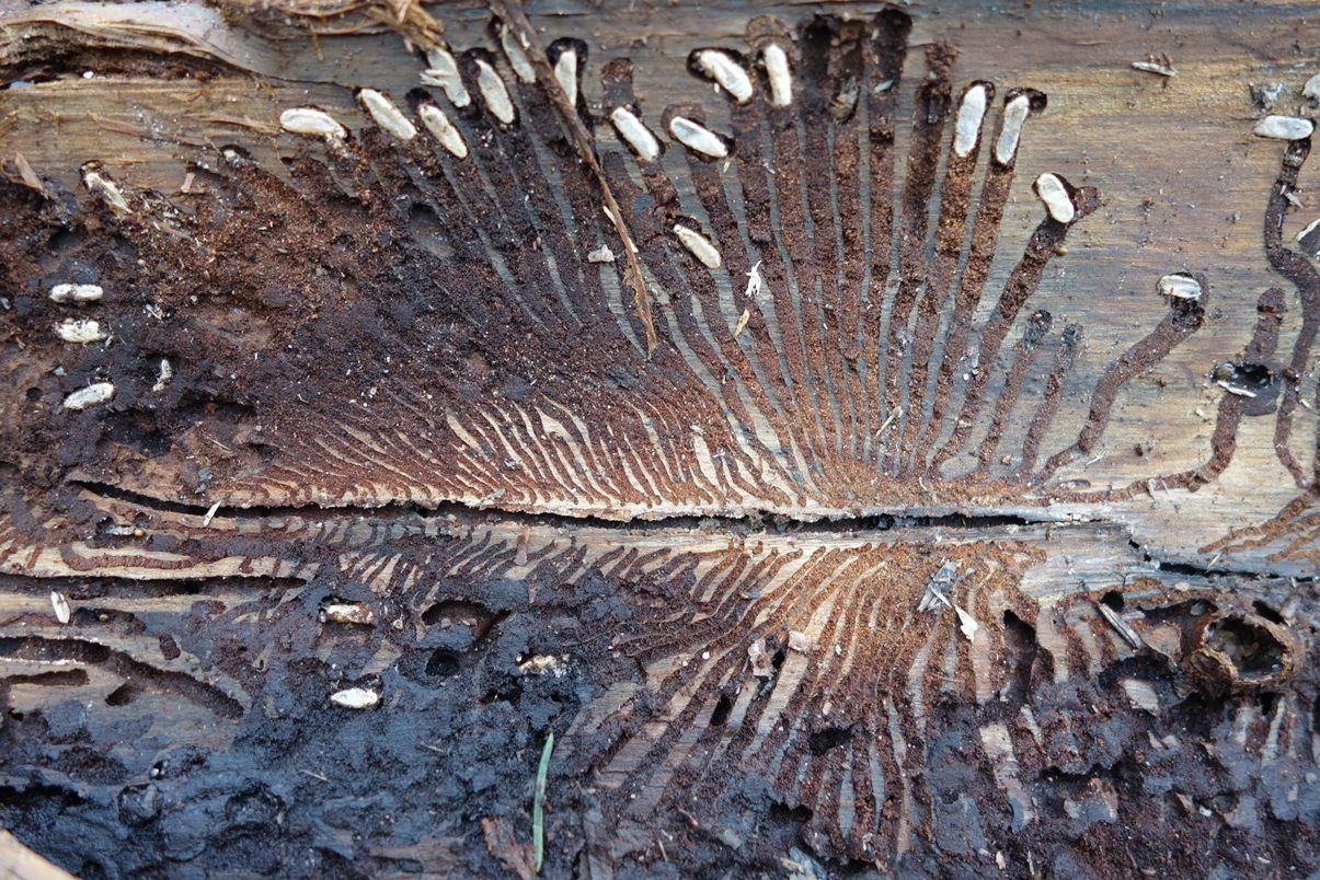 Мурахожук проти короїда: у Харкові придумали, як врятувати ліс від шкідників Мурахожук проти короїда: у Харкові придумали, як врятувати ліс від шкідників