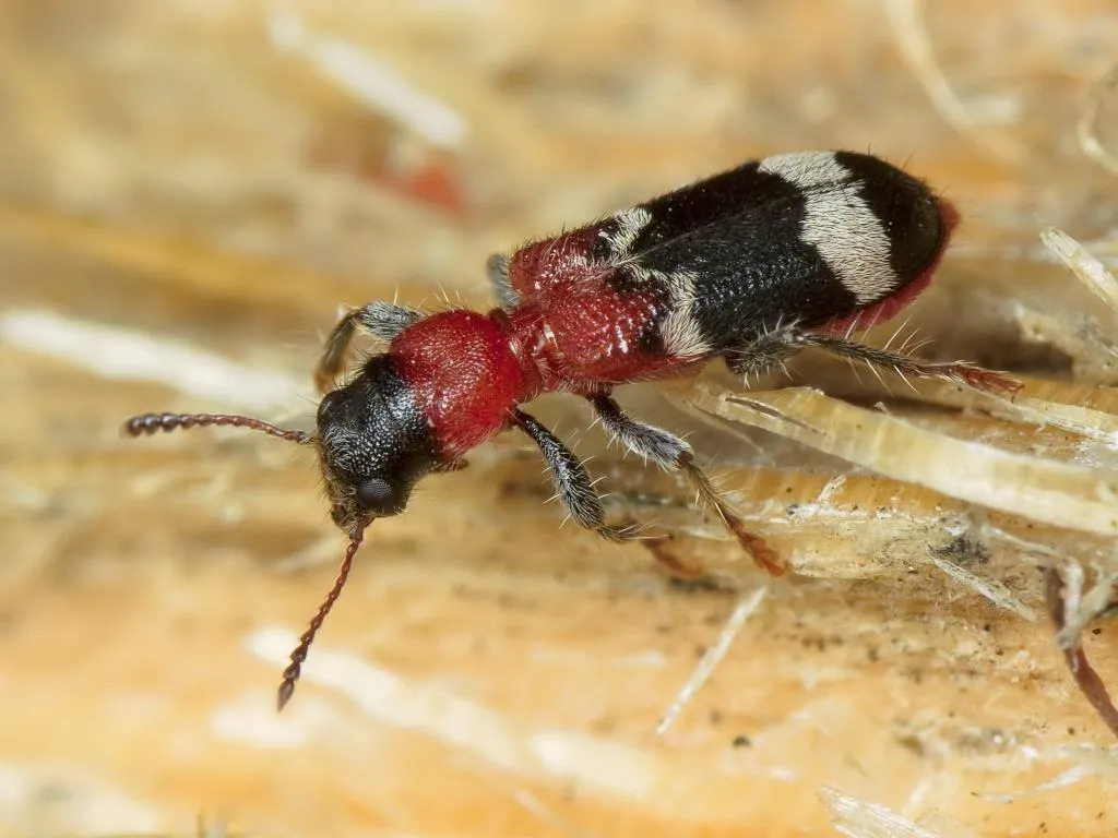 Танасімус Танасімус