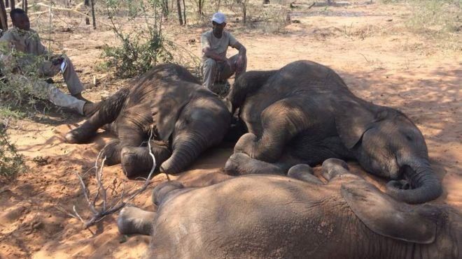 Зоозахисники б'ють на сполох: близько 90 слонів знайшли мертвими у Ботсвані