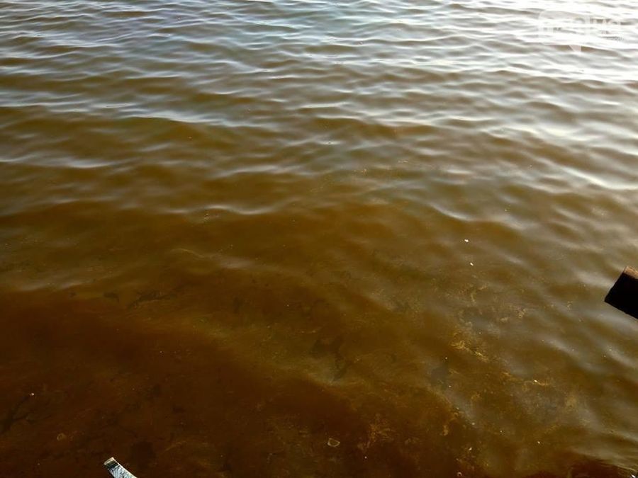 В Одесі "поржавіло" море: екологи шукають причину В Одесі "поржавіло" море: екологи шукають причину