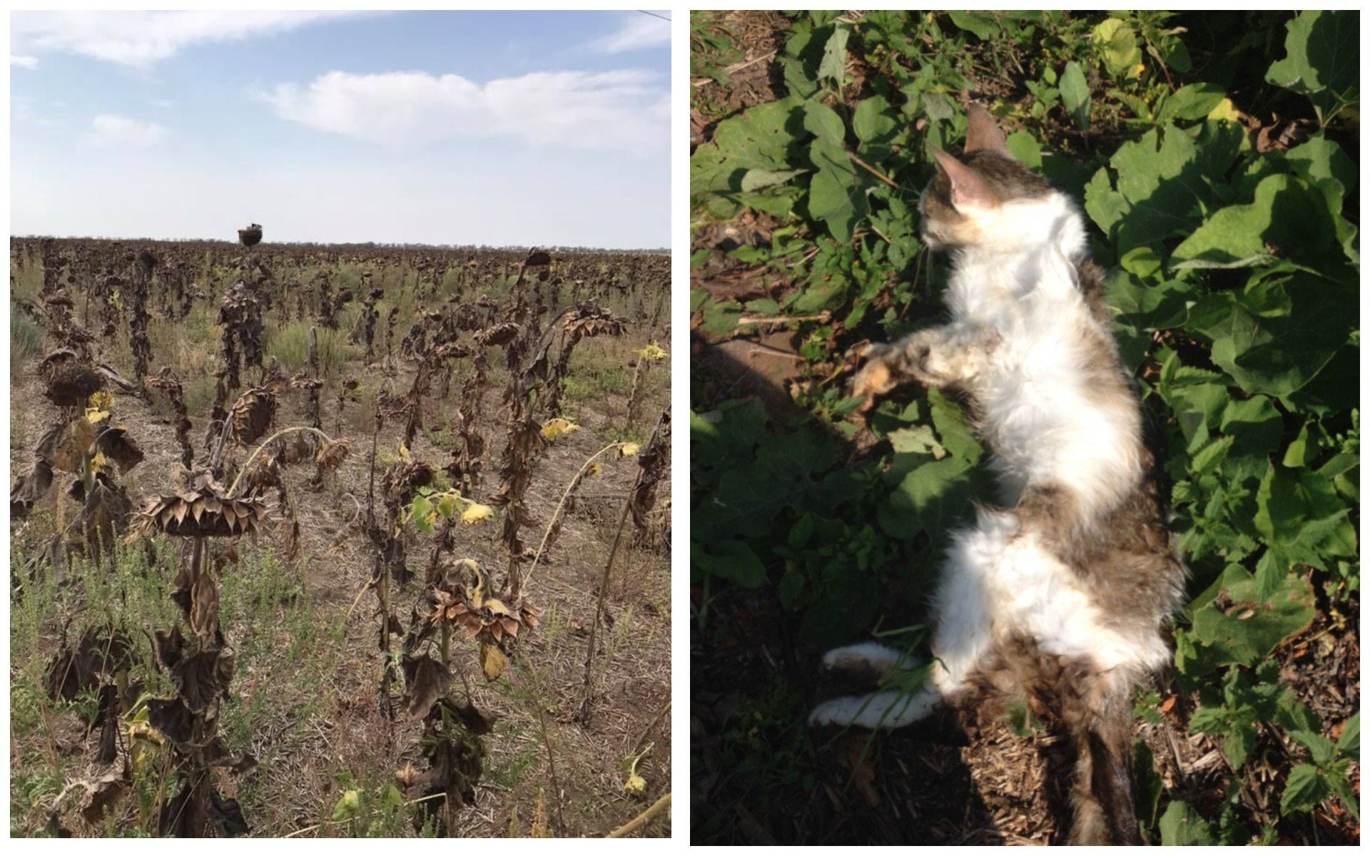 Через хімічні викиди в Криму почали вмирати тварини і рослинність: моторошні фото Через хімічні викиди в Криму почали вмирати тварини і рослинність: моторошні фото