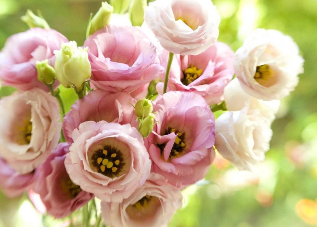 На Львовщине боец-разведчик выращивает цветочный рай из ирландских роз: видео