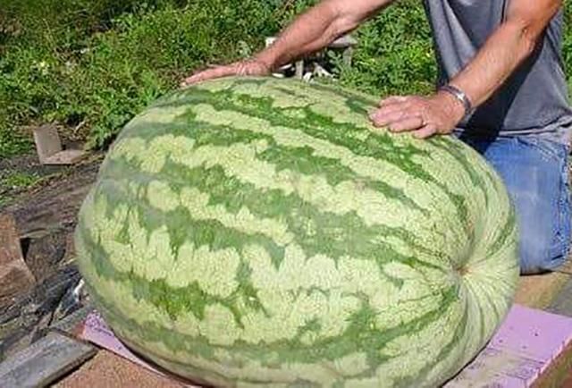 МЗС України поширило фейк про велетенський кавун нібито з Херсонщини: фото МЗС України поширило фейк про велетенський кавун нібито з Херсонщини: фото