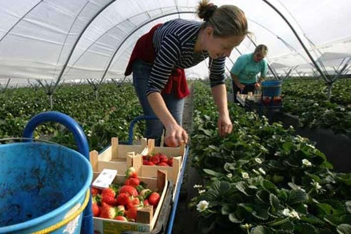В НБУ рассказали, сколько денег гастарбайтеры перевели в Украину В НБУ рассказали, сколько денег гастарбайтеры перевели в Украину