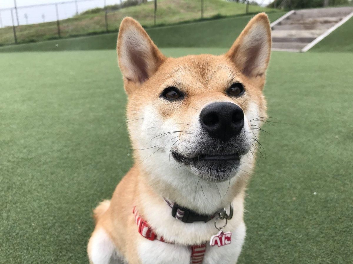 Собаку научили "говорить" на японском: смешное видео Собаку научили "говорить" на японском: смешное видео