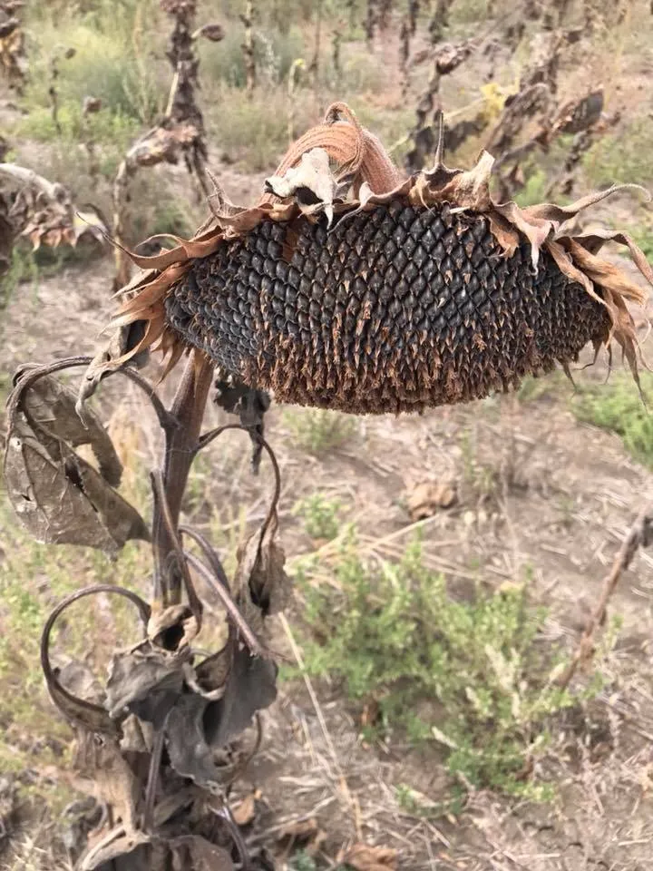 армянськ армянськ