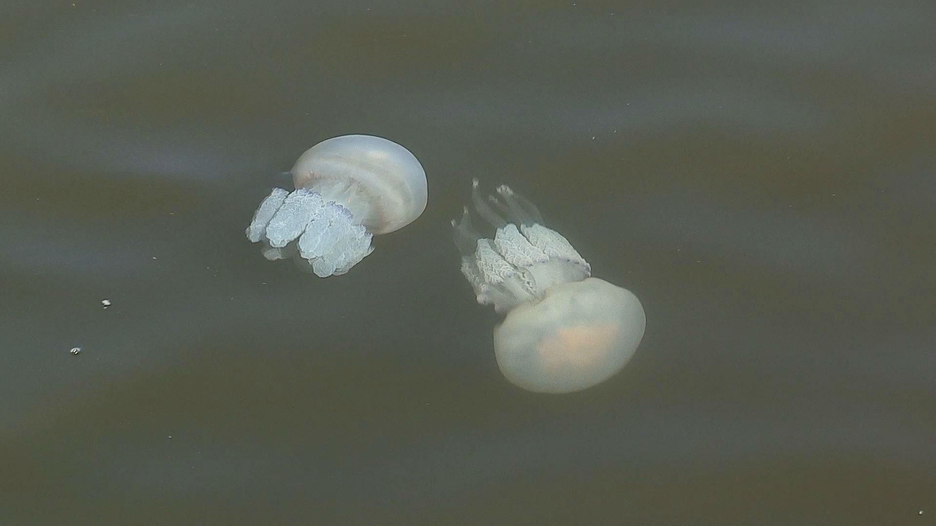 Пляжи Одессы атакуют опасные медузы