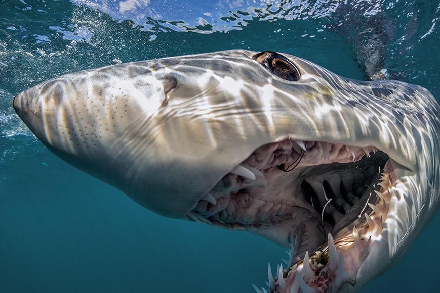 У Массачусетсі акула вперше за 80 років вбила людину