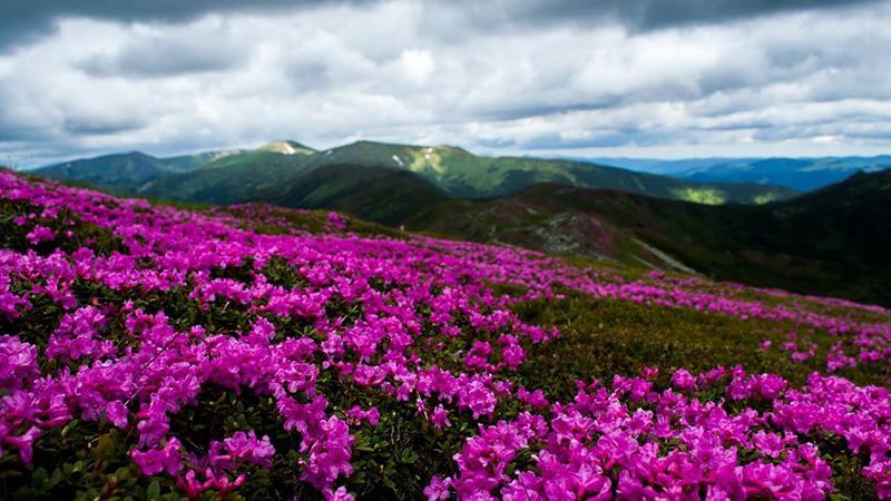 У Карпатах зацвіла червона рута: ефектні фото
