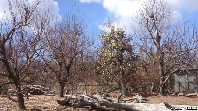 После химвыброса в Армянске все пришло в запустенье После химвыброса в Армянске все пришло в запустенье
