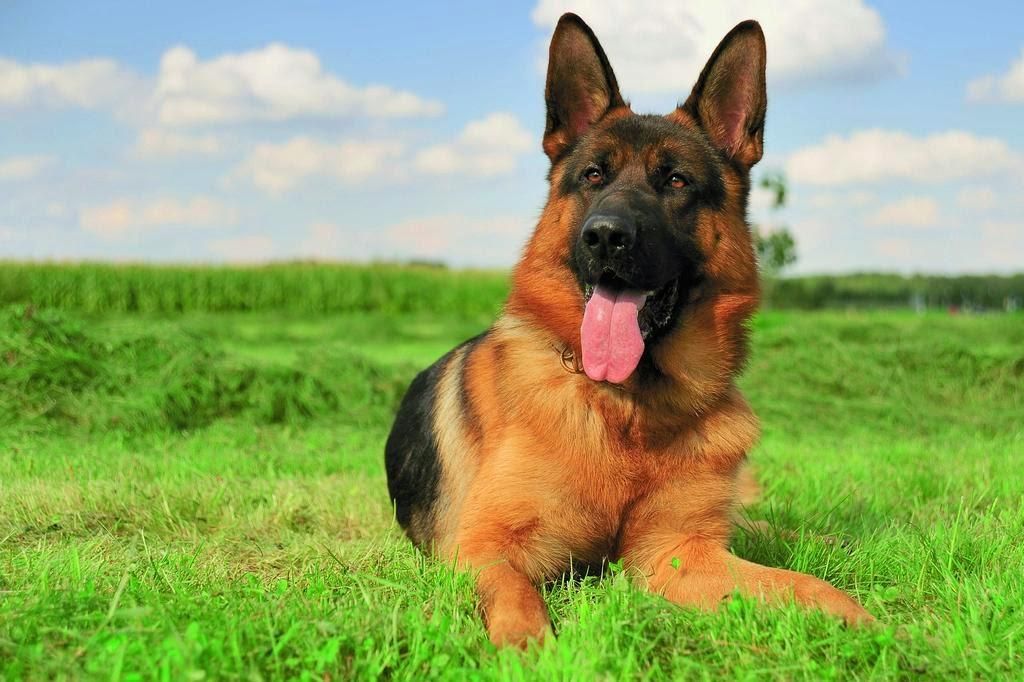 В Чехии собака нашла клад бронзового века В Чехии собака нашла клад бронзового века