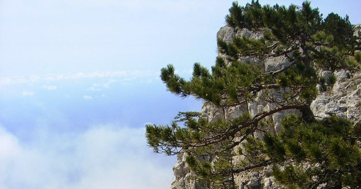 Крымские заповедники перешли под контроль Минприроды России: в РФ подписали документ