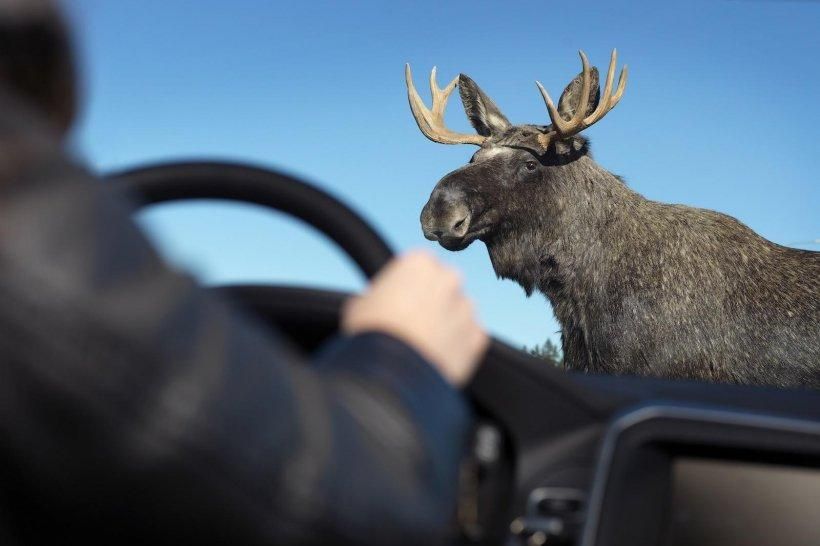 Під Києвом лось спровокував ДТП: фото Під Києвом лось спровокував ДТП: фото