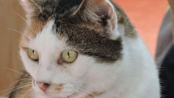Британская полиция раскрыла загадочное дело убийства более 400 котов