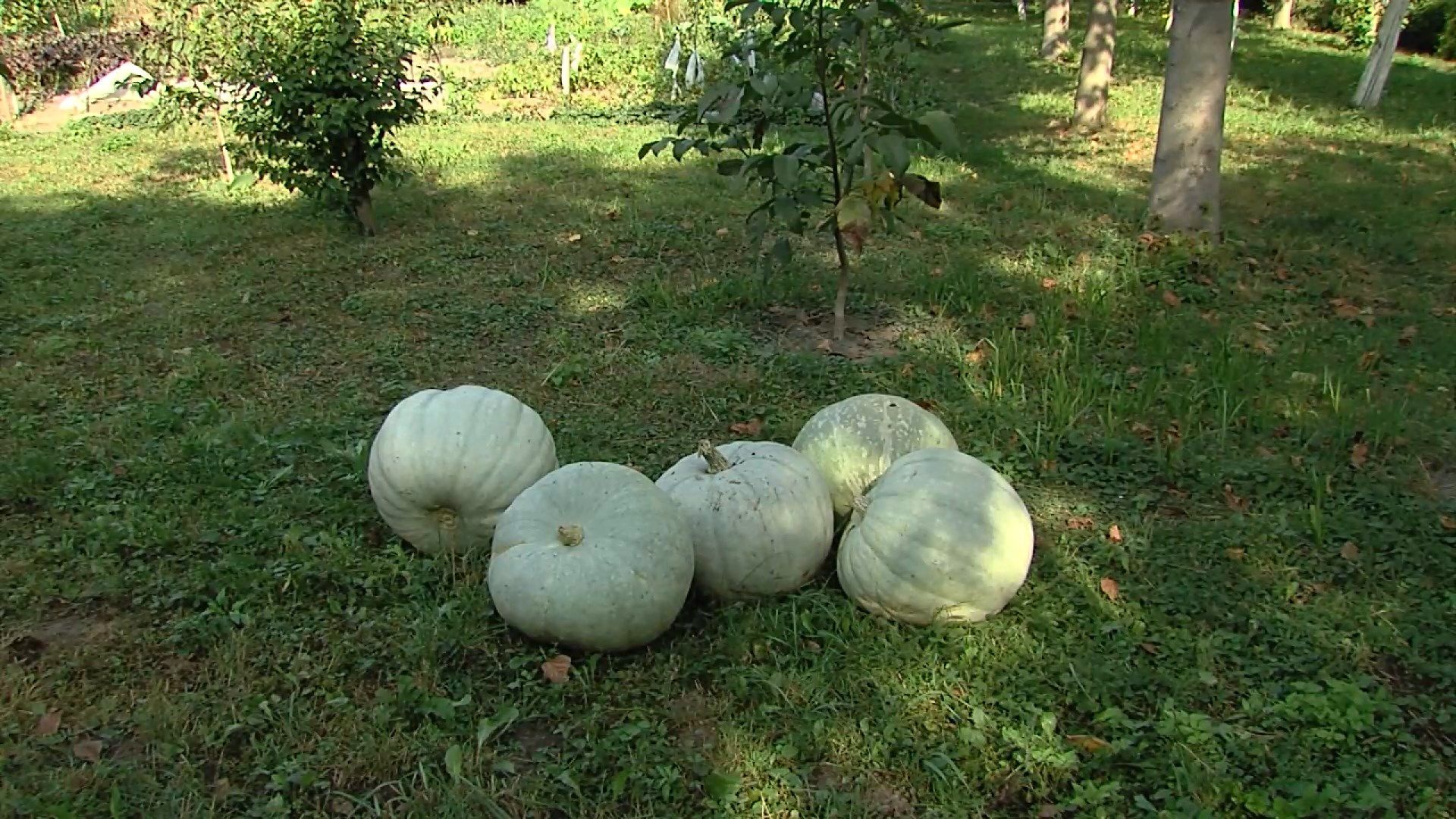 В Ровно хозяин вырастил почти 50-килограммовую тыкву: фотофакт В Ровно хозяин вырастил почти 50-килограммовую тыкву: фотофакт