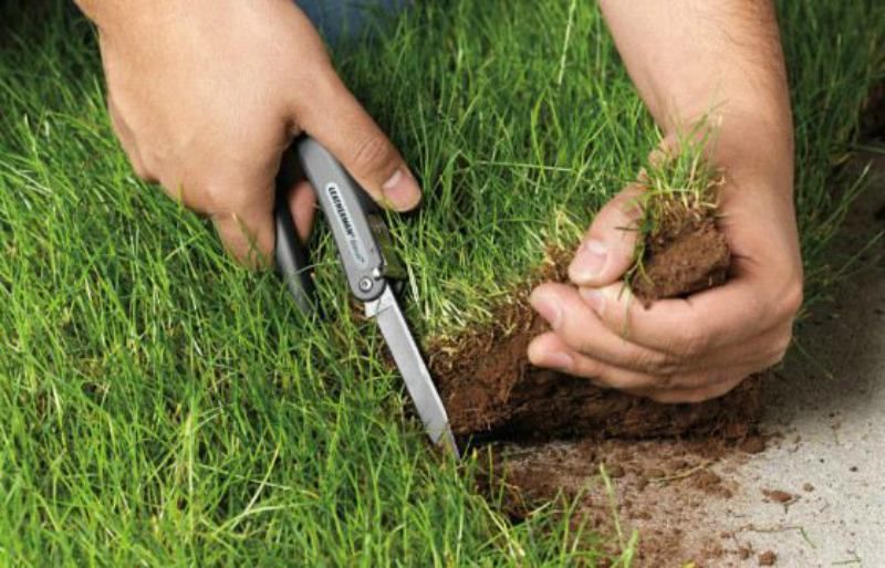 Агрорейдерство в Україні: три гучні історії пограбування чужого врожаю Агрорейдерство в Україні: три гучні історії пограбування чужого врожаю