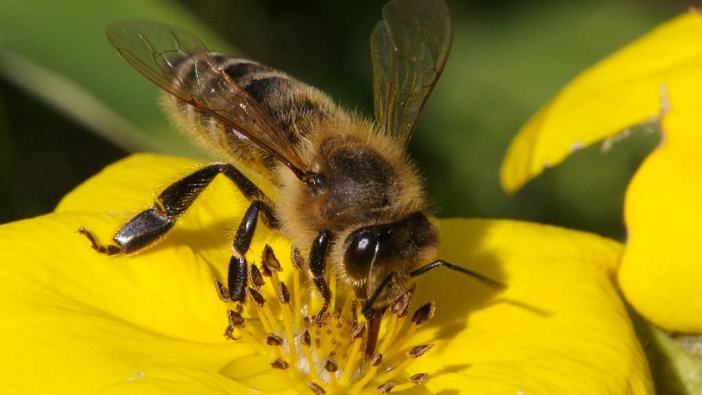 Лучанин на даху дев'ятого поверху облаштував пасіку Лучанин на даху дев'ятого поверху облаштував пасіку