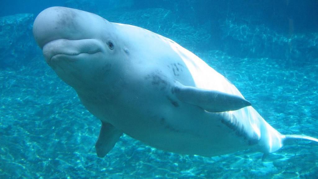 В лондонской Темзе потерялся "поющий кит": видео В лондонской Темзе потерялся "поющий кит": видео