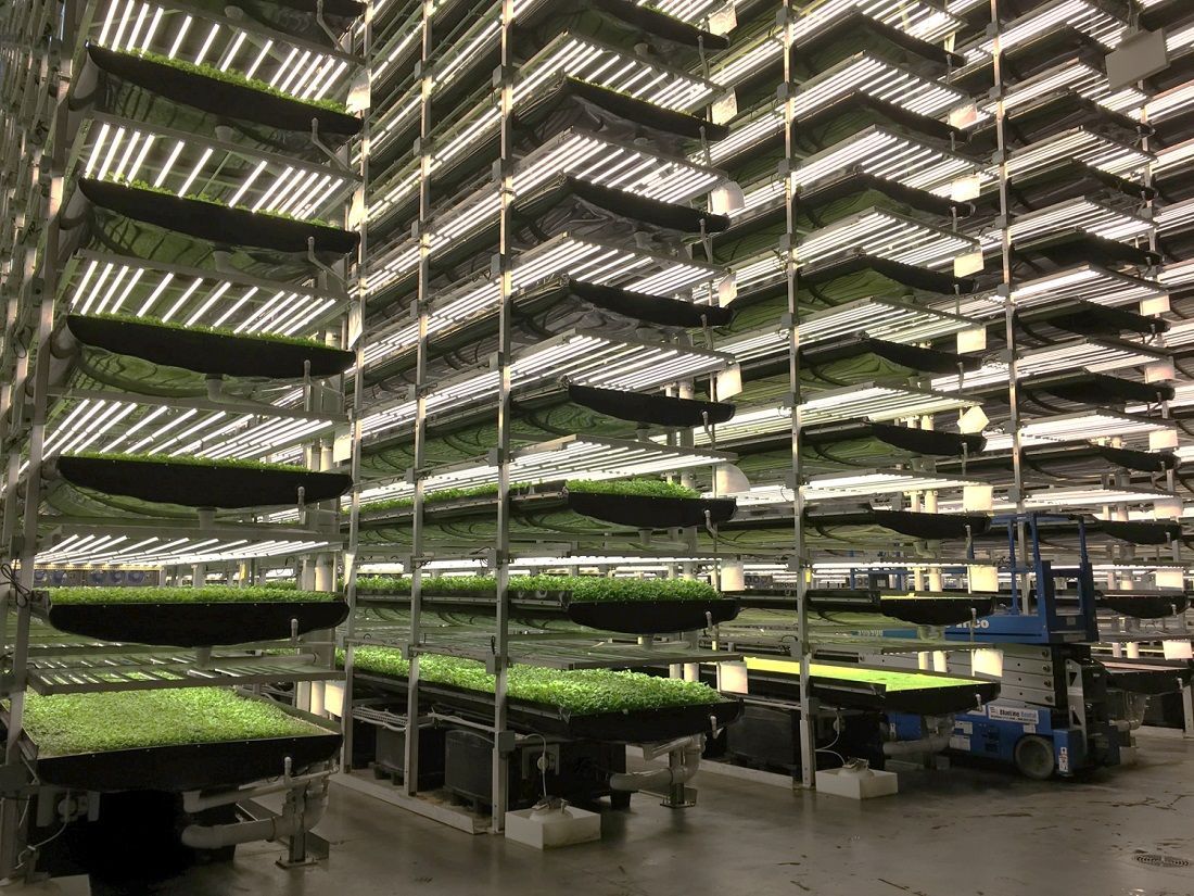 Чим корисні вертикальні ферми – інноваційні "грядки" для вирощування городини