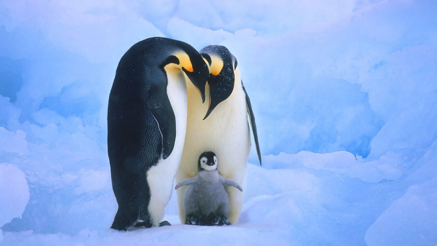 В датском зоопарке гей-пара пингвинов похитила детеныша в его гетеросексуальных родителей: видео