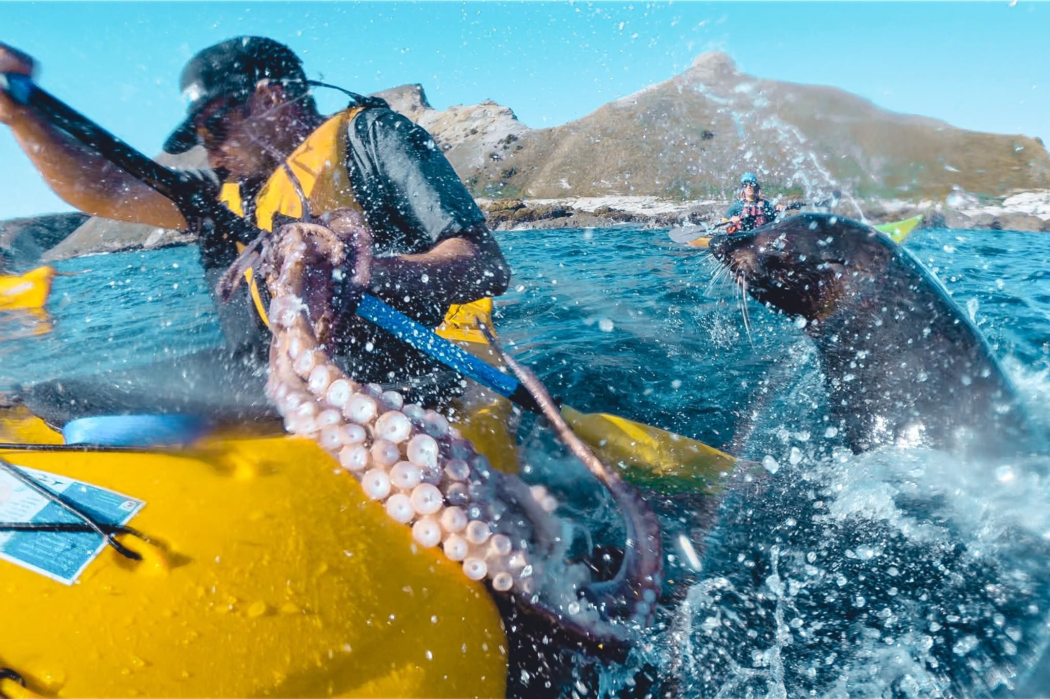 В Новой Зеландии морской котик ударил осьминогом спортсмена-каякера: курьезное видео