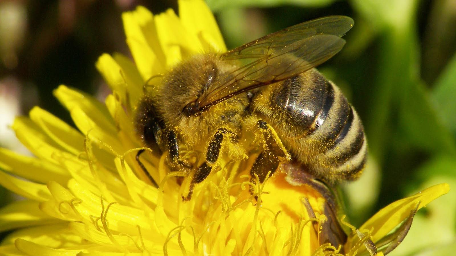 В Австрии мужчину приговорили к тюрьме за убийство пчел В Австрии мужчину приговорили к тюрьме за убийство пчел