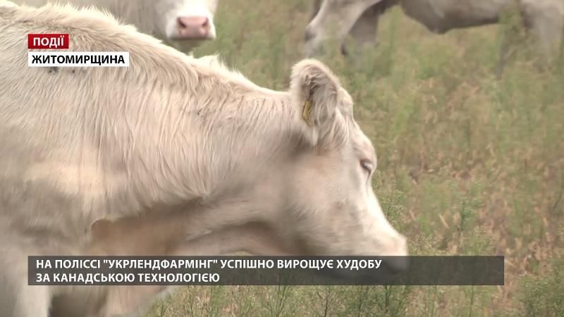 На Поліссі "Укрлендфармінг" успішно вирощує худобу за канадською технологією 