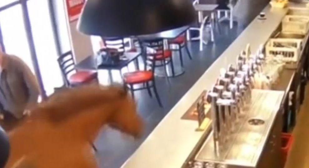 У Франції кінь втік з перегонів та забіг у кафе: відео У Франції кінь втік з перегонів та забіг у кафе: відео