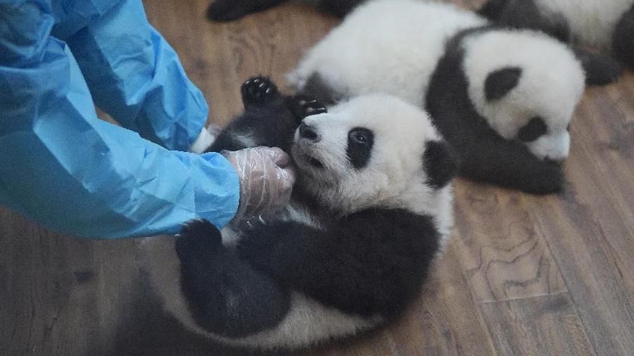 У Китаї панда народила дитинчат-близнюків: неймовірне відео